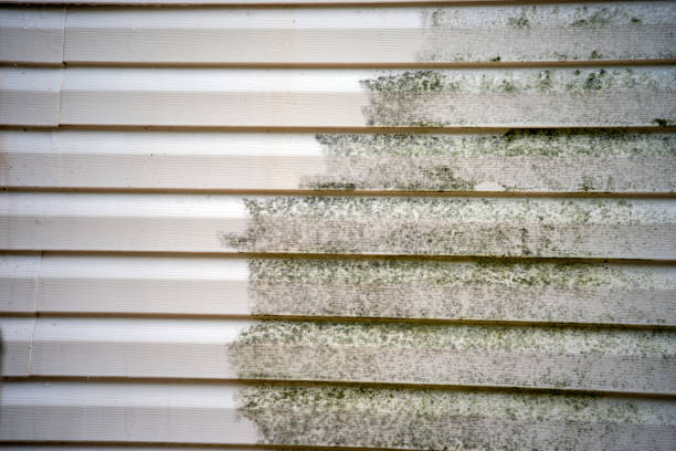 Best Custom Trim and Detailing for Siding  in Elroy, WI
